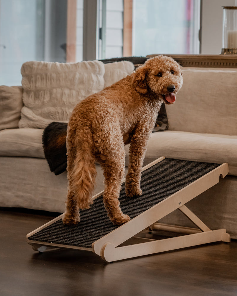 Portable Dog Ramp